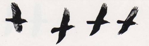 corbeaux